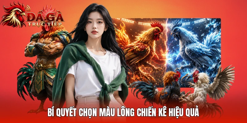 Bí quyết chọn màu lông chiến kê hiệu quả