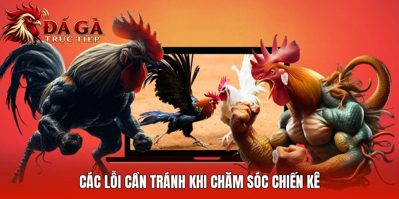 Các lỗi cần tránh khi chăm sóc chiến kê