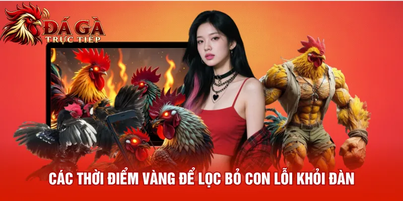 Các thời điểm vàng để lọc bỏ con lỗi khỏi đàn