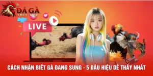Cách Nhận Biết Gà Đang Sung 5 Dấu Hiệu Dễ Thấy Nhất