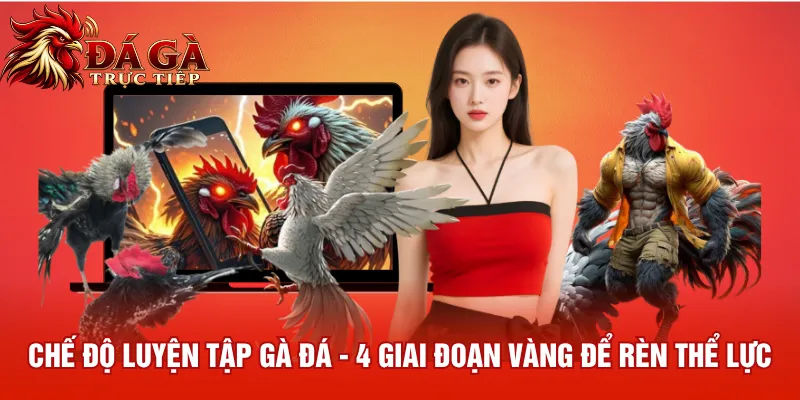 Chế Độ Luyện Tập Gà Đá 4 Giai Đoạn Vàng Để Rèn Thể Lực