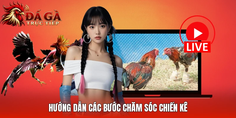 Hướng dẫn các bước chăm sóc chiến kê