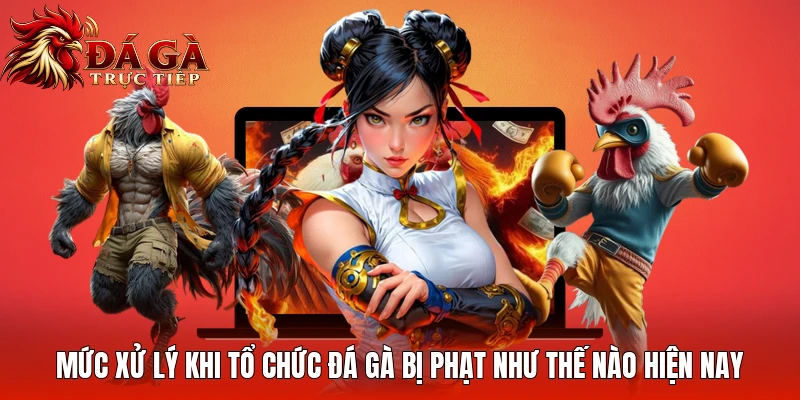 Mức xử lý khi tổ chức đá gà bị phạt như thế nào hiện nay