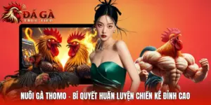 Nuôi Gà Thomo - Bí Quyết Huấn Luyện Chiến Kê Đỉnh Cao