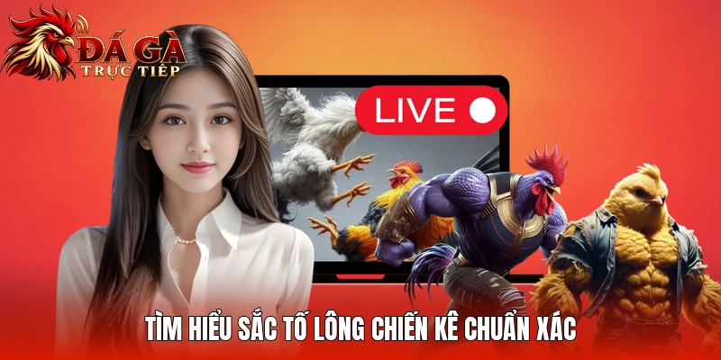 Tìm hiểu sắc tố lông chiến kê chuẩn xác