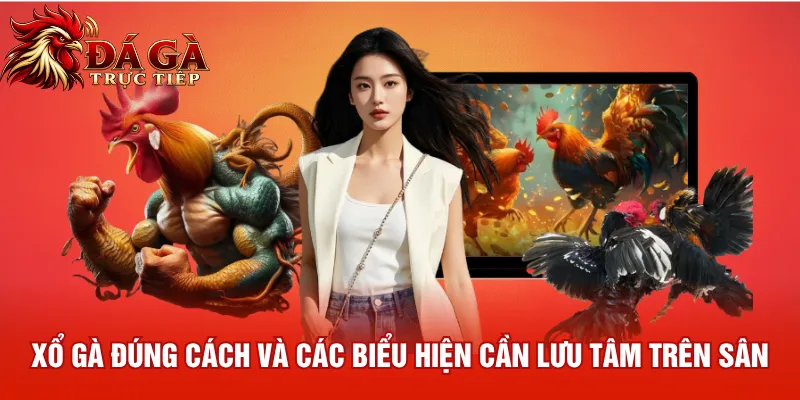 Xổ gà đúng cách và các biểu hiện cần lưu tâm trên sân